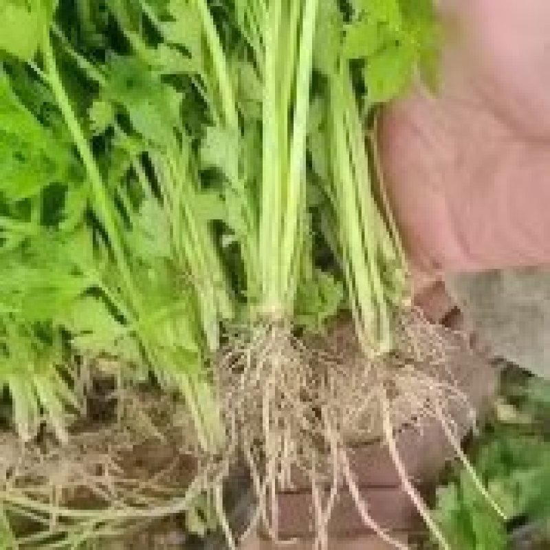 西芹苗法国皇后西芹全国发货保证质量成活率