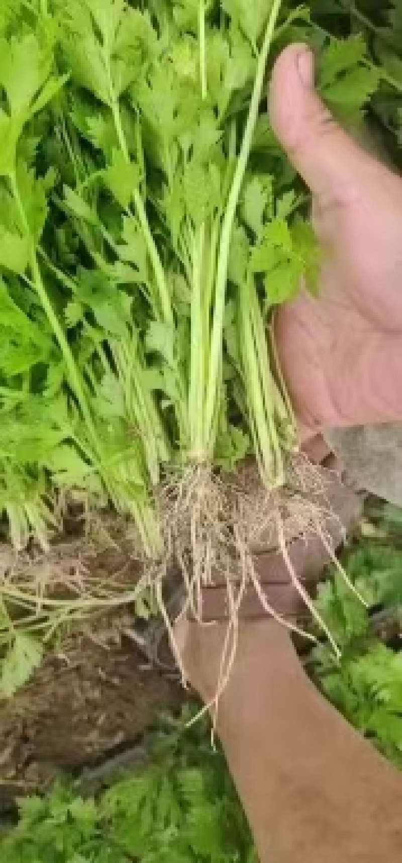 西芹苗法国皇后西芹全国发货保证质量成活率