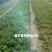 西芹苗法国皇后西芹全国发货保证质量成活率