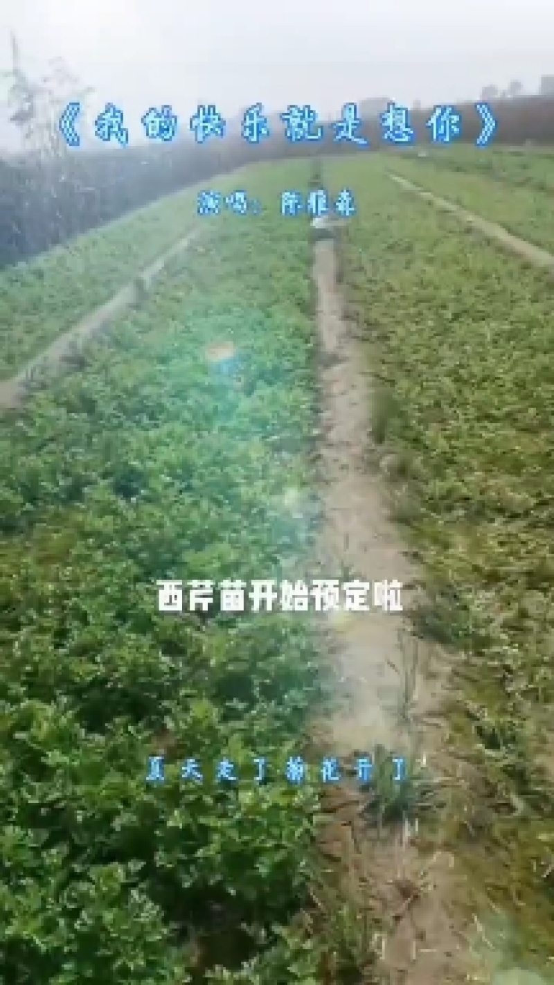 西芹苗法国皇后西芹全国发货保证质量成活率