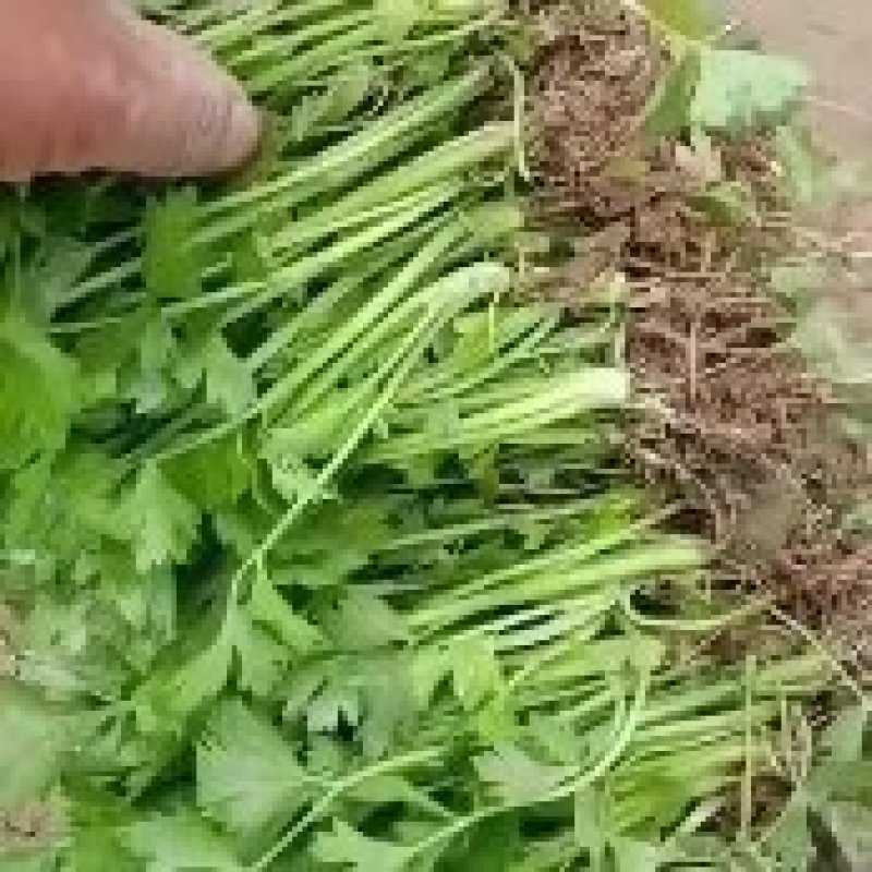 西芹苗法国皇后西芹全国发货保证质量成活率
