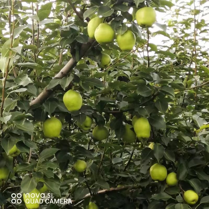 山东精品早酥梨七号媚梨大量上市质量保证可视频看货