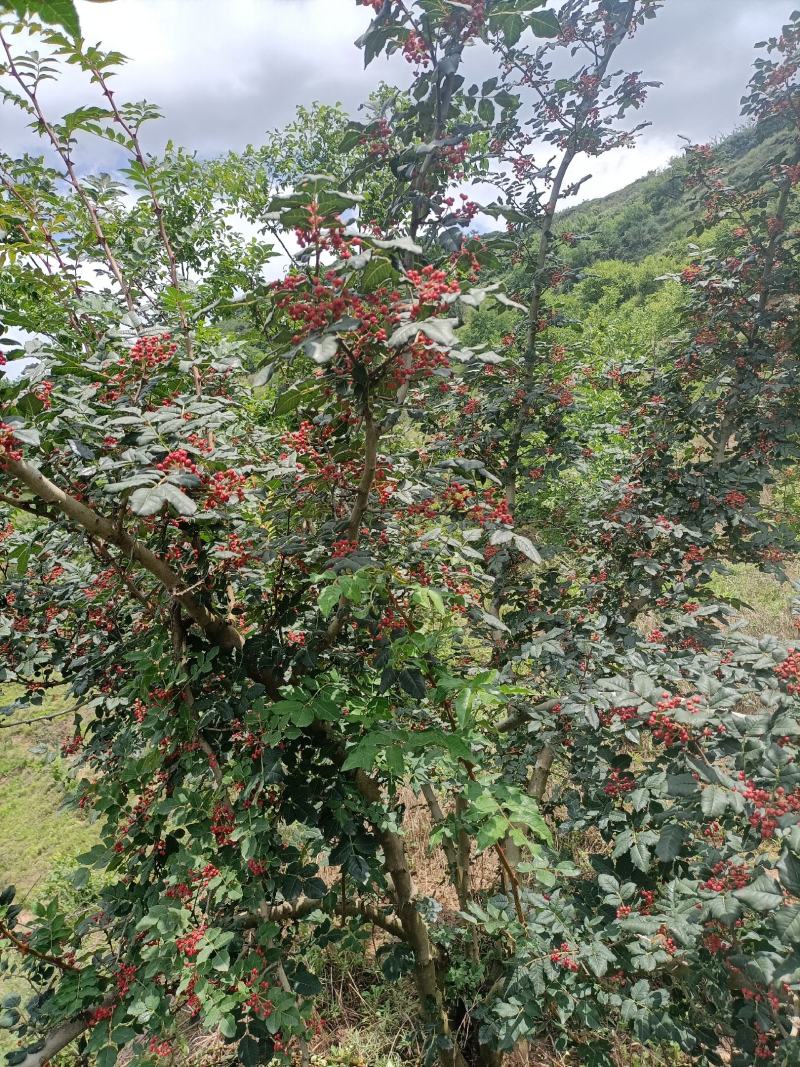 甘肃天水大红袍花椒新鲜凉晒，现以大量上市