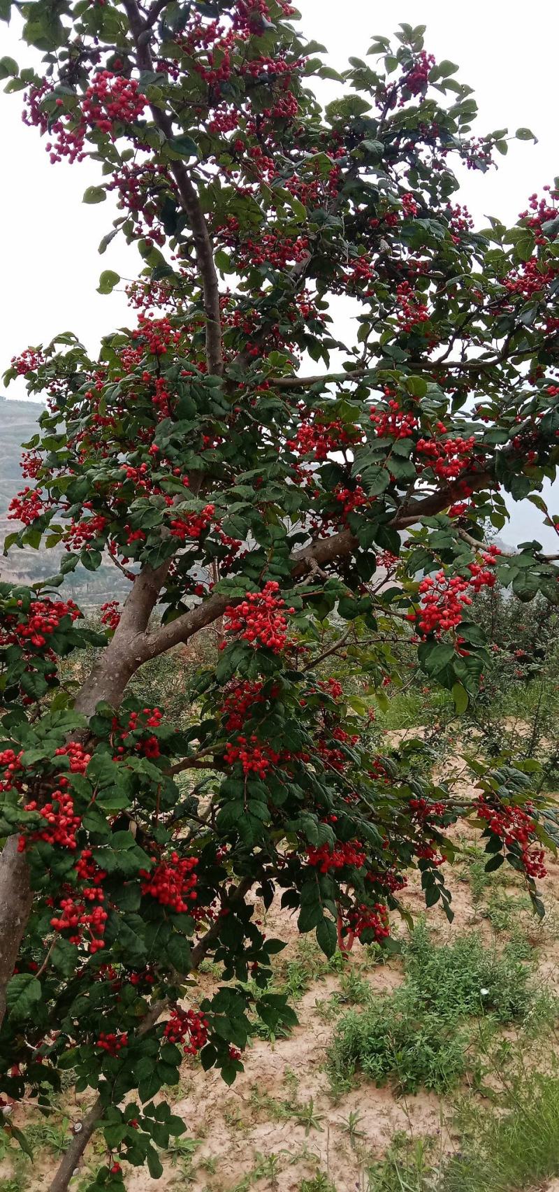 陇南花椒西和油椒农户产地直发一件代发