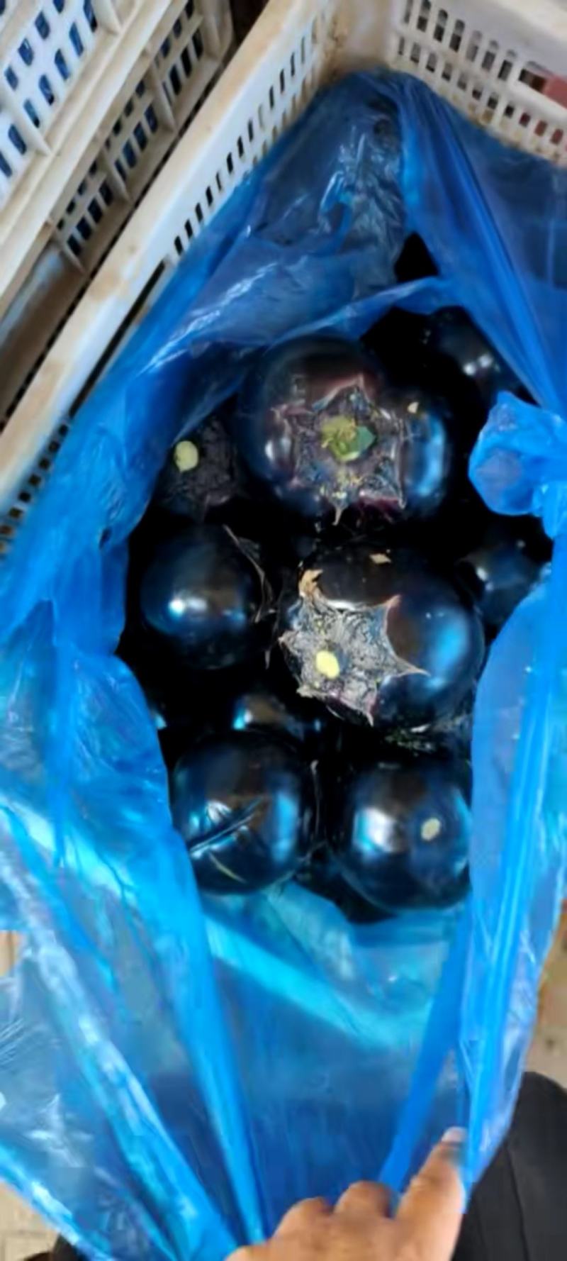 茄子，圆茄子灯泡茄子，烧烤茄子