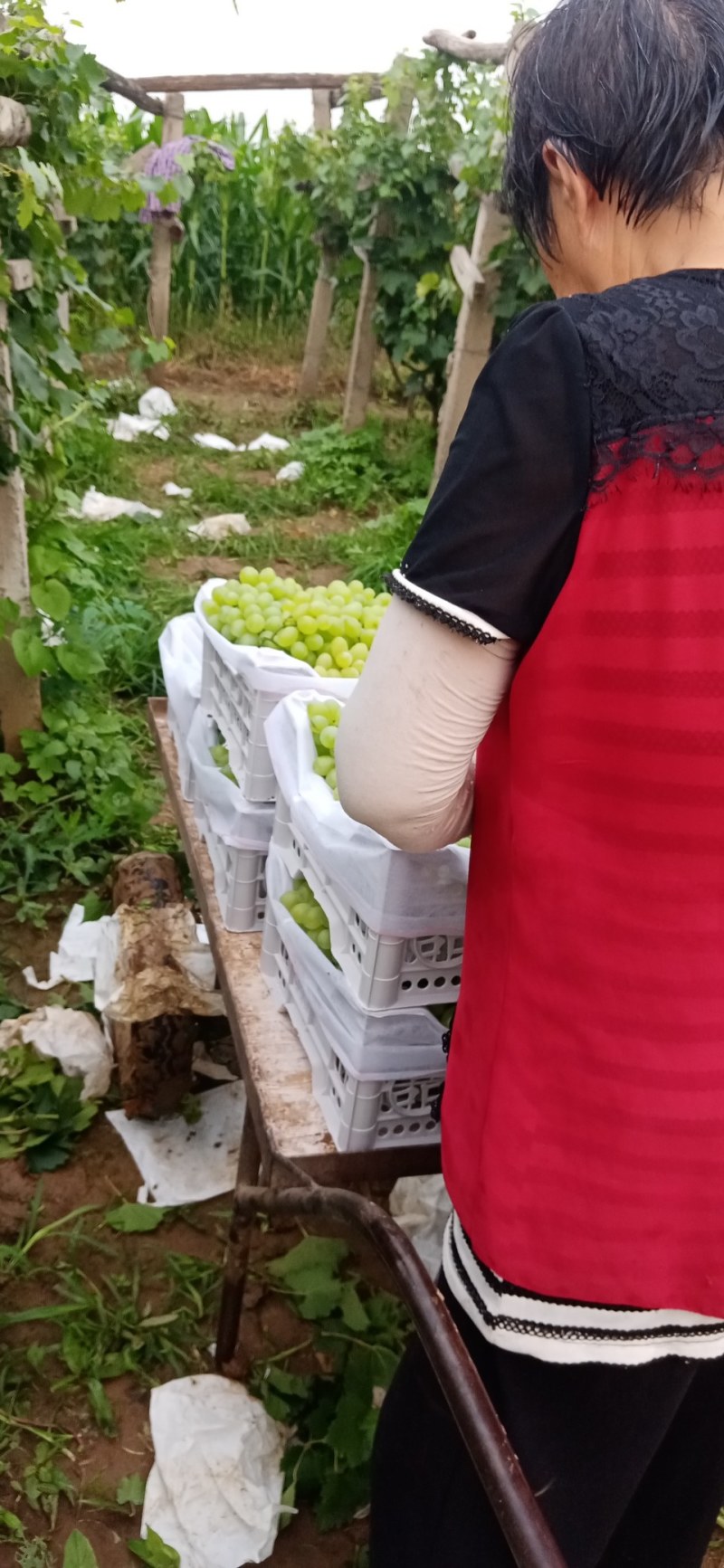 河南洛阳偃师区维多利亚
