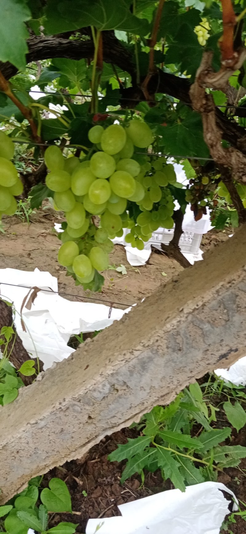 河南洛阳偃师区维多利亚