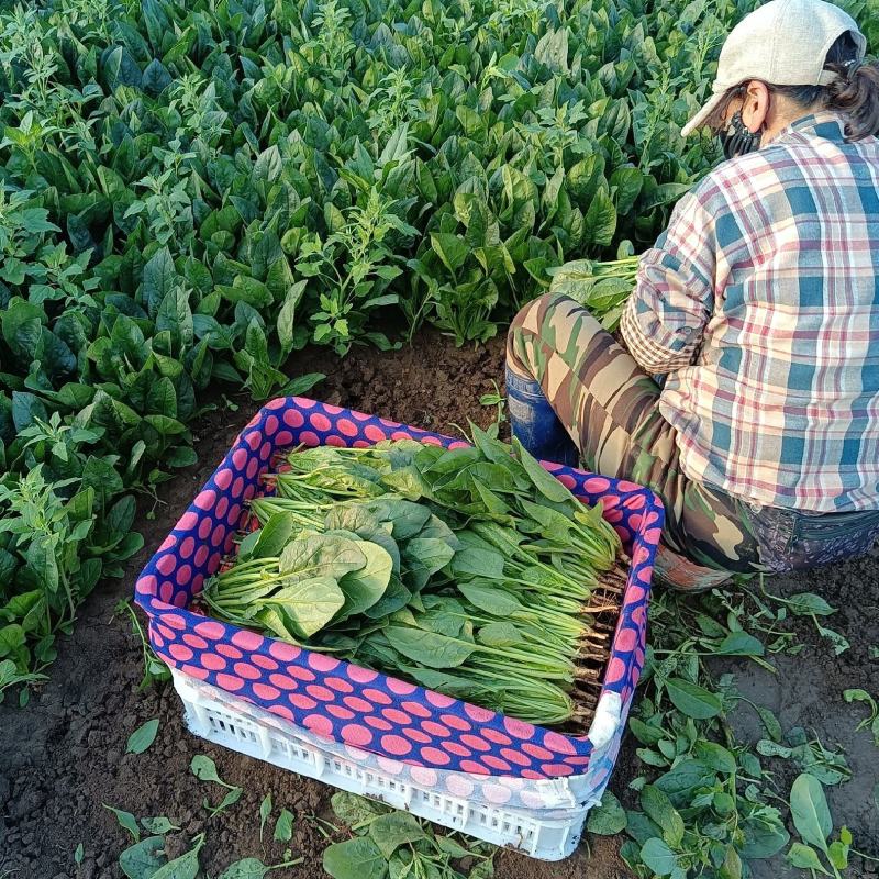 山东菠菜产地大量批发质量保证可视频实地看货质量保证