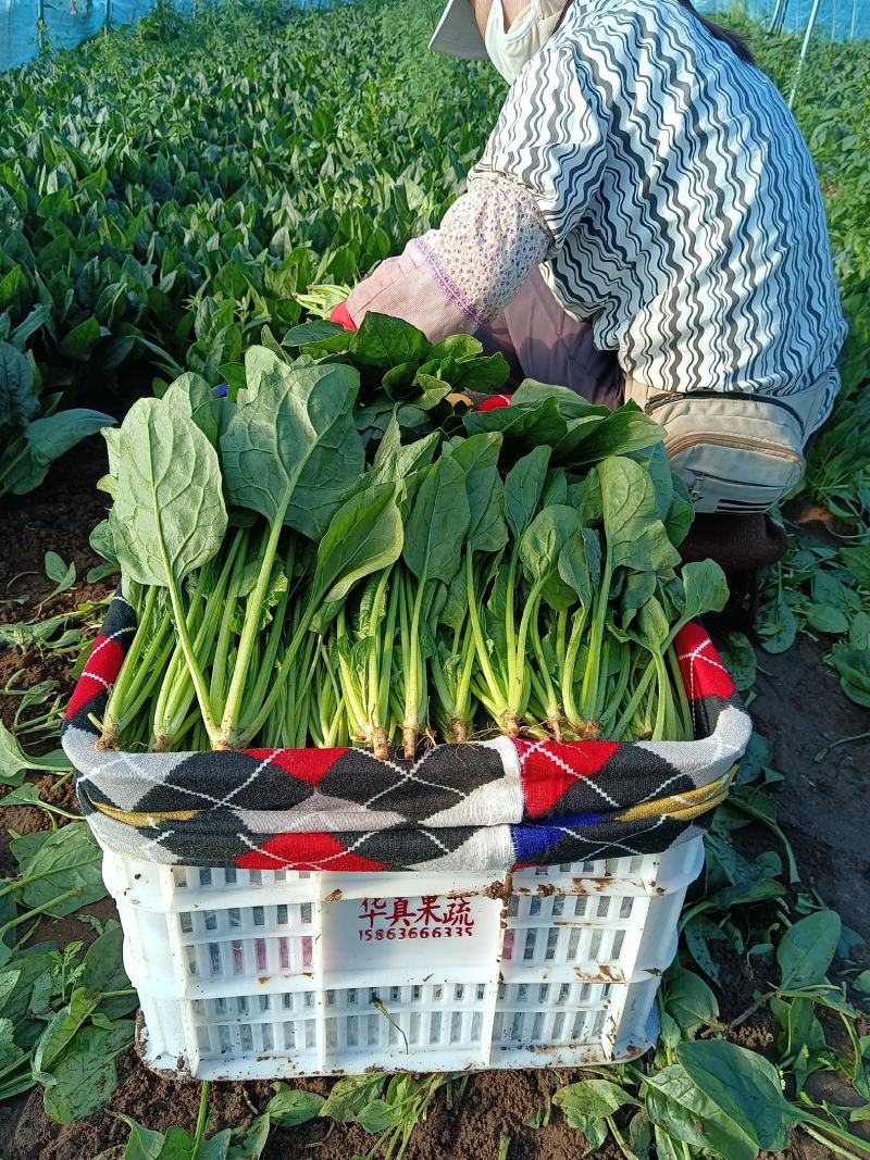 山东菠菜产地大量批发质量保证可视频实地看货质量保证