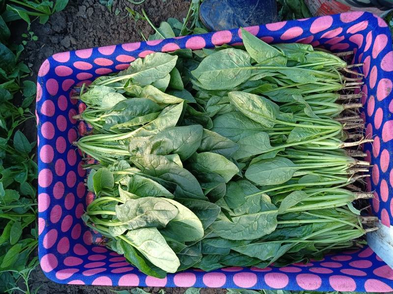 山东菠菜产地大量批发质量保证可视频实地看货质量保证