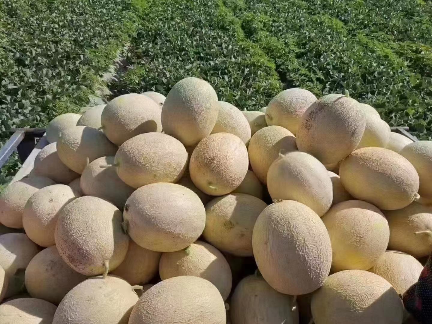 哈密瓜田地实景图
