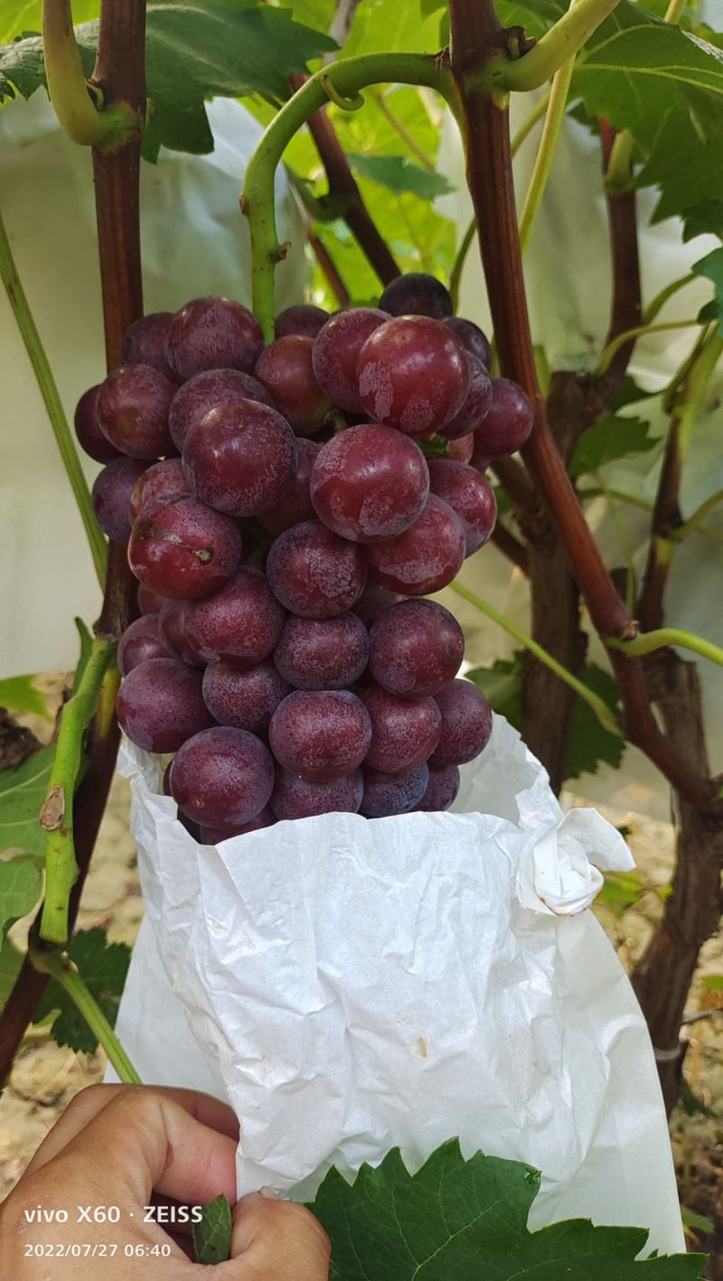 河北威县夏黑葡萄大量上市