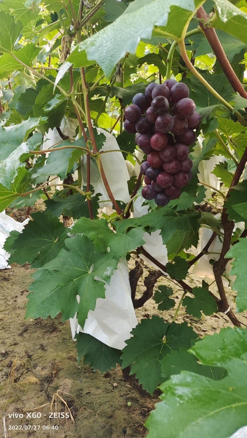 河北威县夏黑葡萄大量上市
