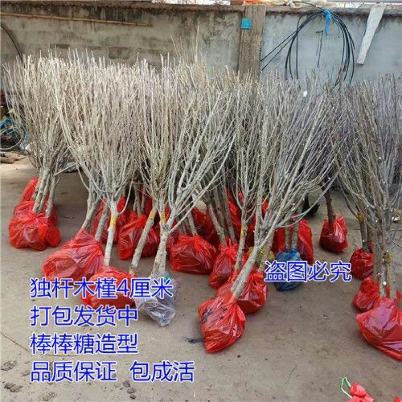重瓣木槿花苗盆栽可食用红花木槿树苗庭院耐寒耐阴植物工程绿