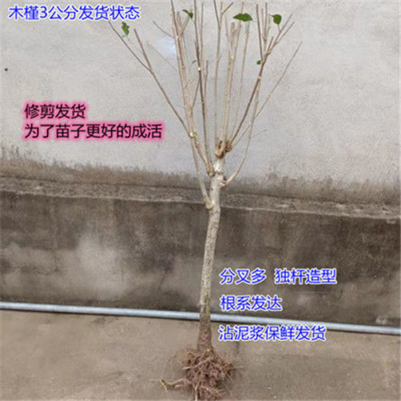 重瓣木槿花苗盆栽可食用红花木槿树苗庭院耐寒耐阴植物工程绿