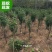 重瓣木槿花苗盆栽可食用红花木槿树苗庭院耐寒耐阴植物工程绿