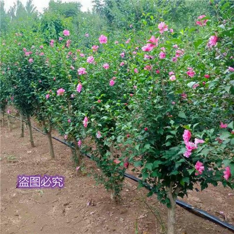 重瓣木槿花苗盆栽可食用红花木槿树苗庭院耐寒耐阴植物工程绿