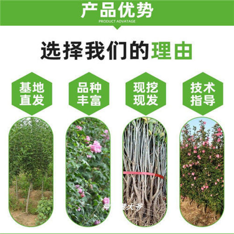 重瓣木槿花苗盆栽可食用红花木槿树苗庭院耐寒耐阴植物工程绿