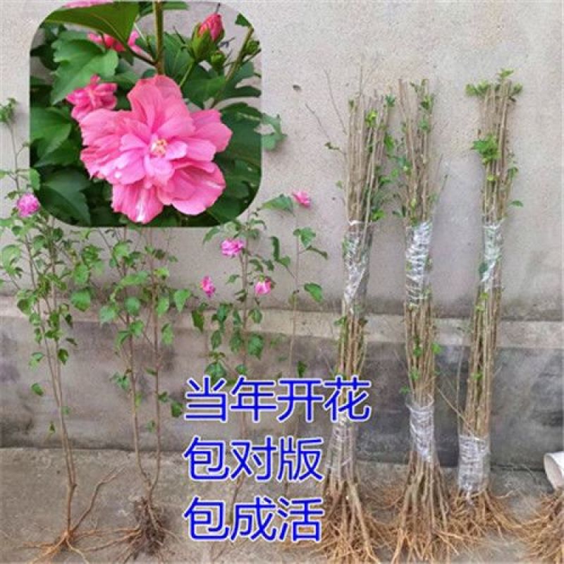 花木槿盆栽室内外植物耐寒耐热木本花卉庭院木槿花四季花开可