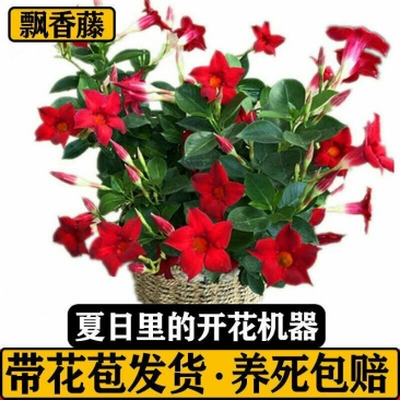 飘香藤盆栽花卉攀爬类植物室内外庭院双