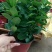 飘香藤盆栽花卉攀爬类植物室内外庭院双