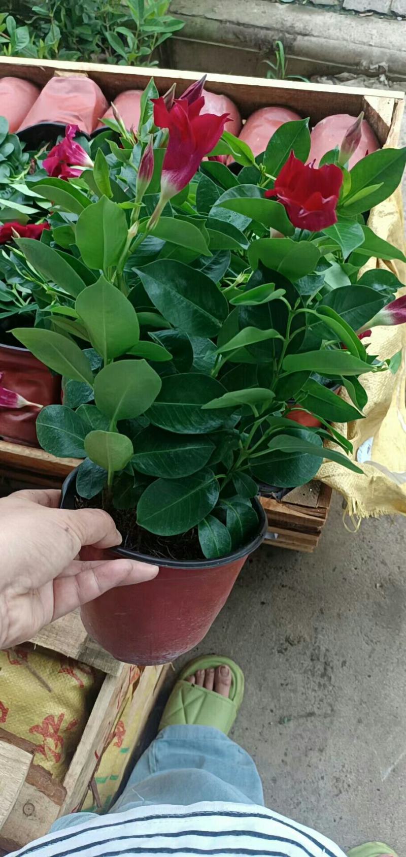 飘香藤盆栽花卉攀爬类植物室内外庭院双
