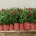 飘香藤盆栽花卉攀爬类植物室内外庭院双