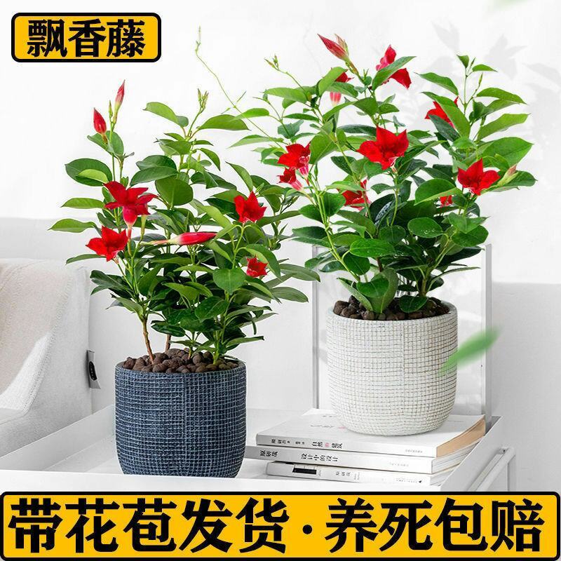 飘香藤盆栽花卉攀爬类植物室内外庭院双