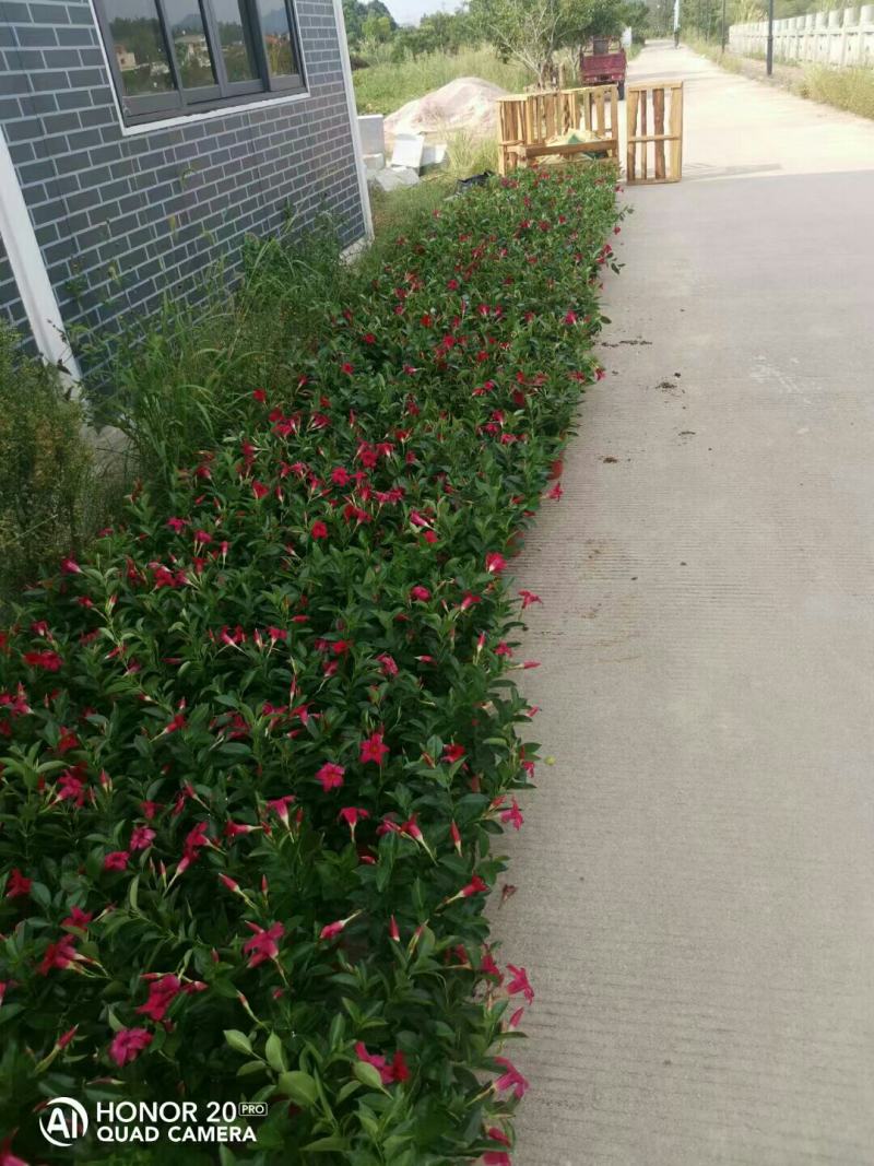 飘香藤盆栽花卉攀爬类植物室内外庭院双