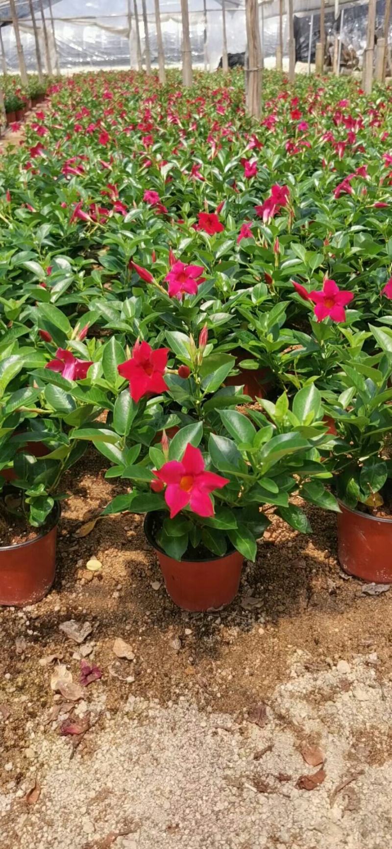 飘香藤盆栽花卉攀爬类植物室内外庭院双