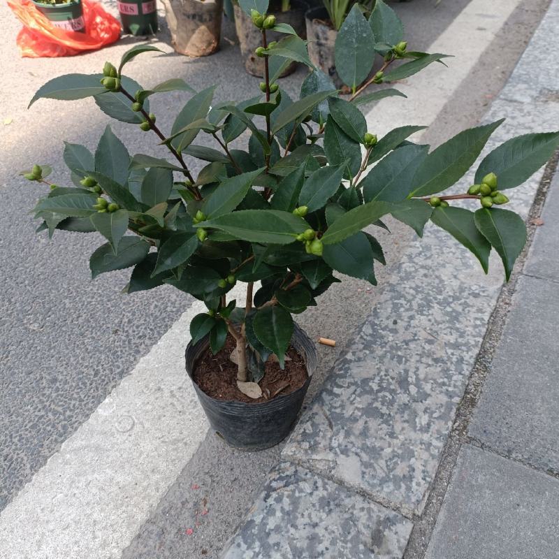 优质香妃，香茶花，千里香，现货供应，基地直发，量大从优。