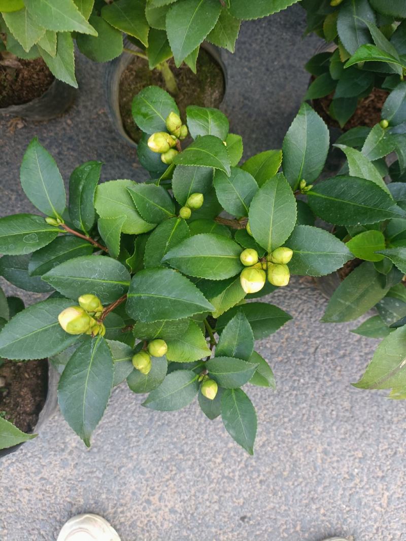 优质香妃，香茶花，千里香，现货供应，基地直发，量大从优。