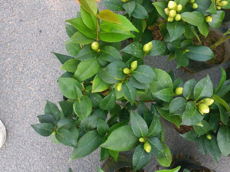 优质香妃，香茶花，千里香，现货供应，基地直发，量大从优。