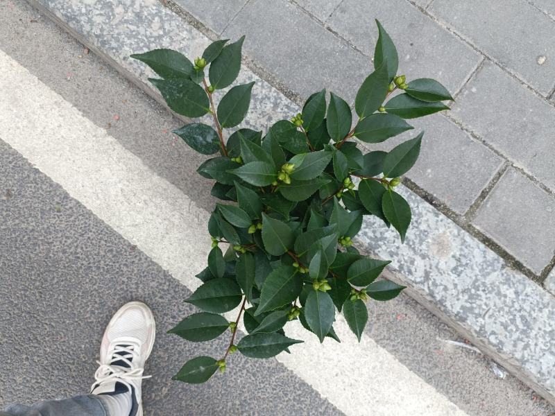 优质香妃，香茶花，千里香，现货供应，基地直发，量大从优。