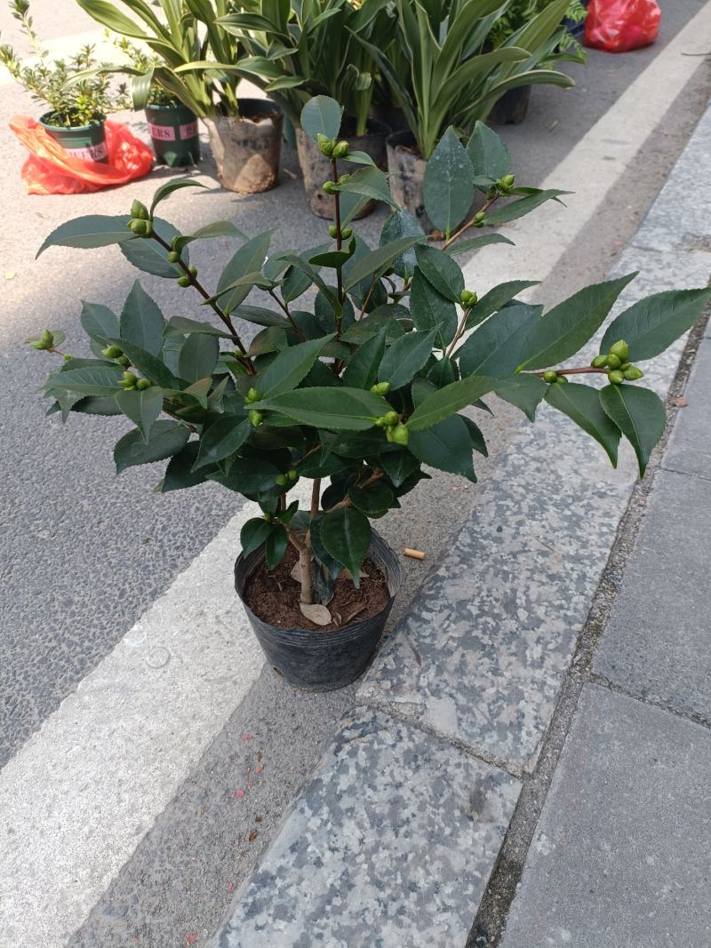 优质香妃，香茶花，千里香，现货供应，基地直发，量大从优。