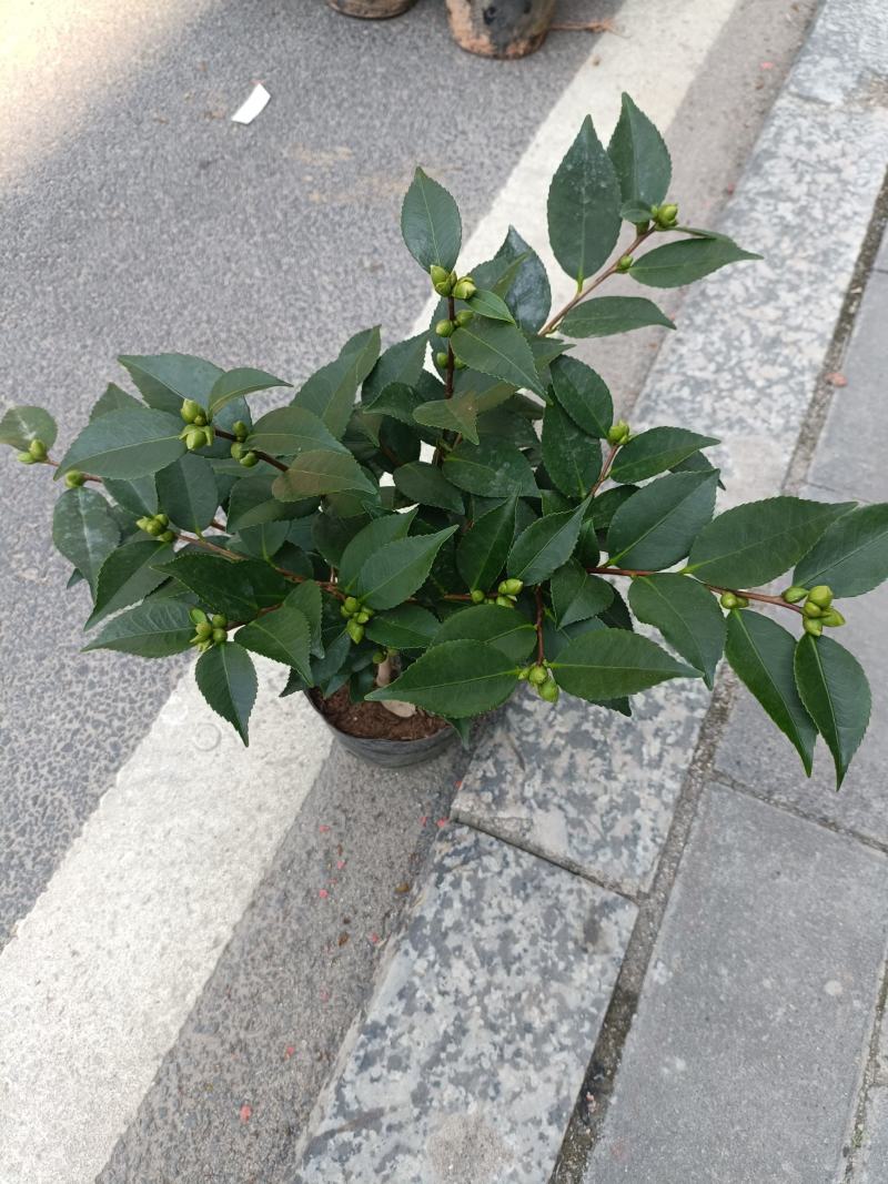 优质香妃，香茶花，千里香，现货供应，基地直发，量大从优。