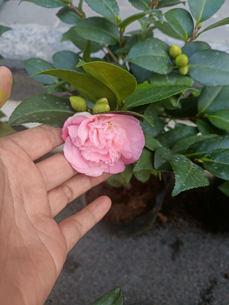 优质香妃，香茶花，千里香，现货供应，基地直发，量大从优。