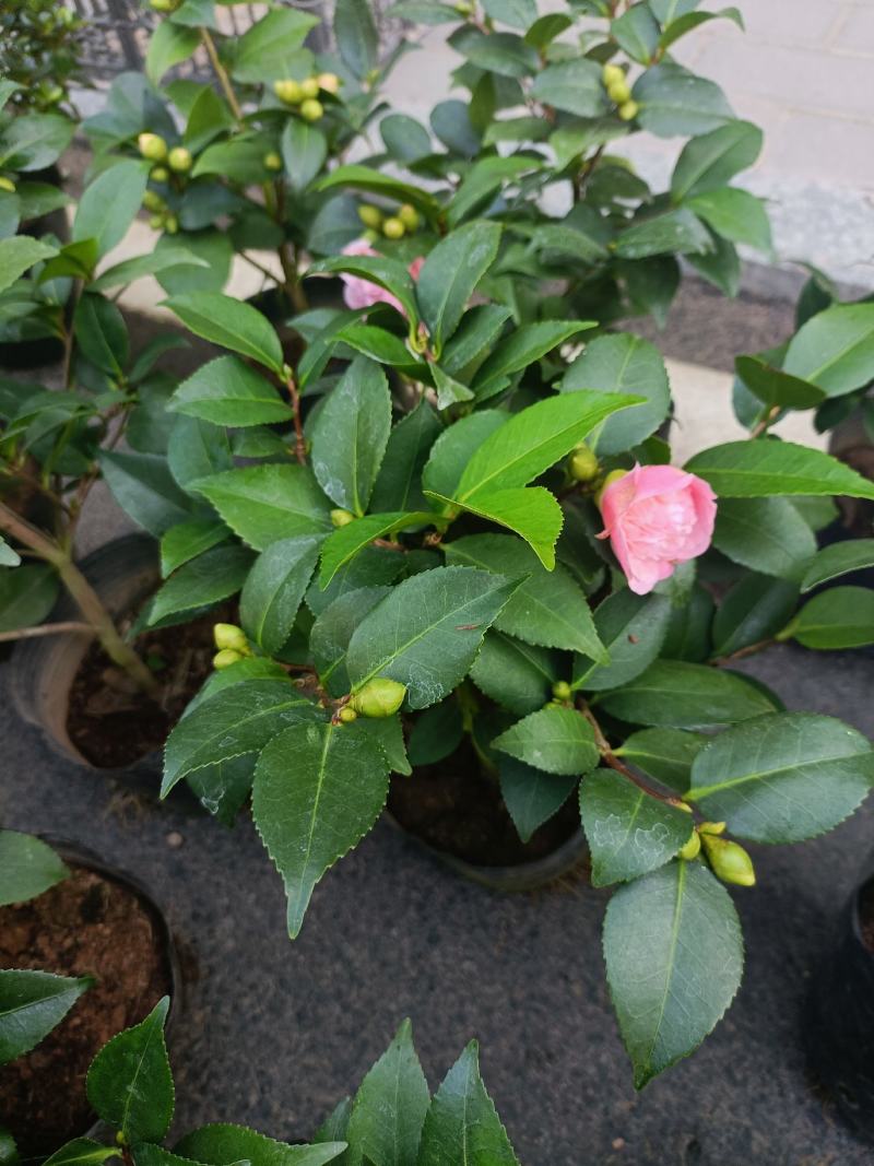 优质香妃，香茶花，千里香，现货供应，基地直发，量大从优。