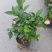 优质香妃，香茶花，千里香，现货供应，基地直发，量大从优。