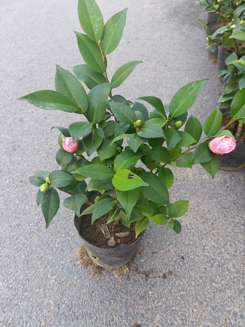 优质香妃，香茶花，千里香，现货供应，基地直发，量大从优。