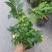 优质香妃，香茶花，千里香，现货供应，基地直发，量大从优。