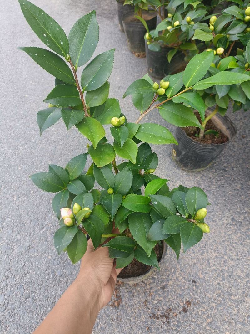 优质香妃，香茶花，千里香，现货供应，基地直发，量大从优。