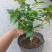 优质香妃，香茶花，千里香，现货供应，基地直发，量大从优。