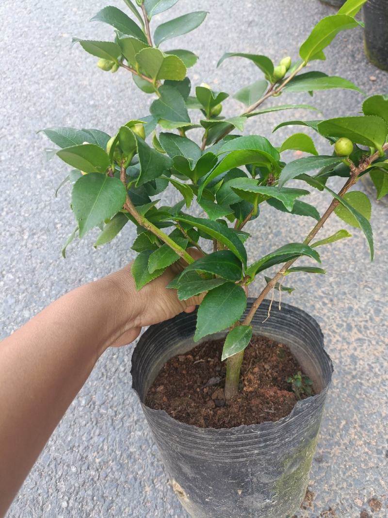优质香妃，香茶花，千里香，现货供应，基地直发，量大从优。