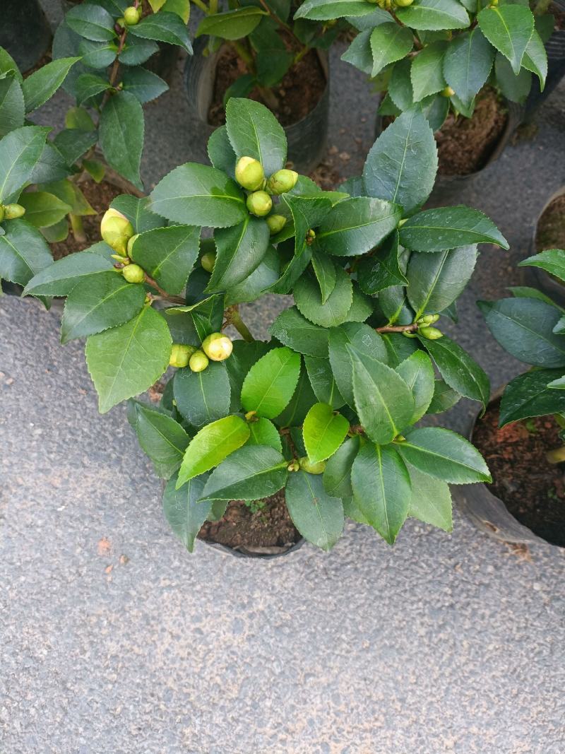 优质香妃，香茶花，千里香，现货供应，基地直发，量大从优。