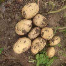 土豆大量上市，品种有，沃土.杠三七产地直发价格不贵