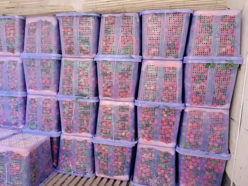 荔枝冷藏保存示意图