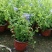 网红蓝雪花盆栽带花苞室内庭院阳台办公室绿植花卉好养花四季