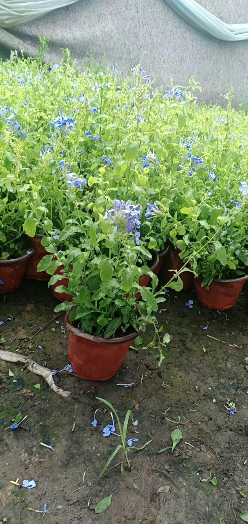 网红蓝雪花盆栽带花苞室内庭院阳台办公室绿植花卉好养花四季