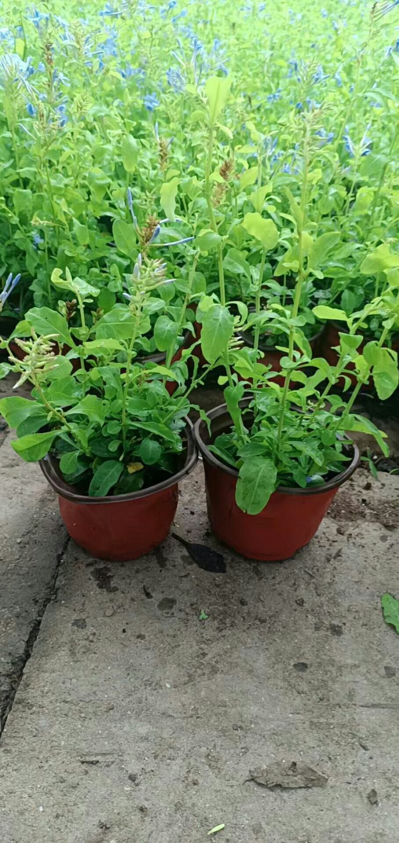 网红蓝雪花盆栽带花苞室内庭院阳台办公室绿植花卉好养花四季